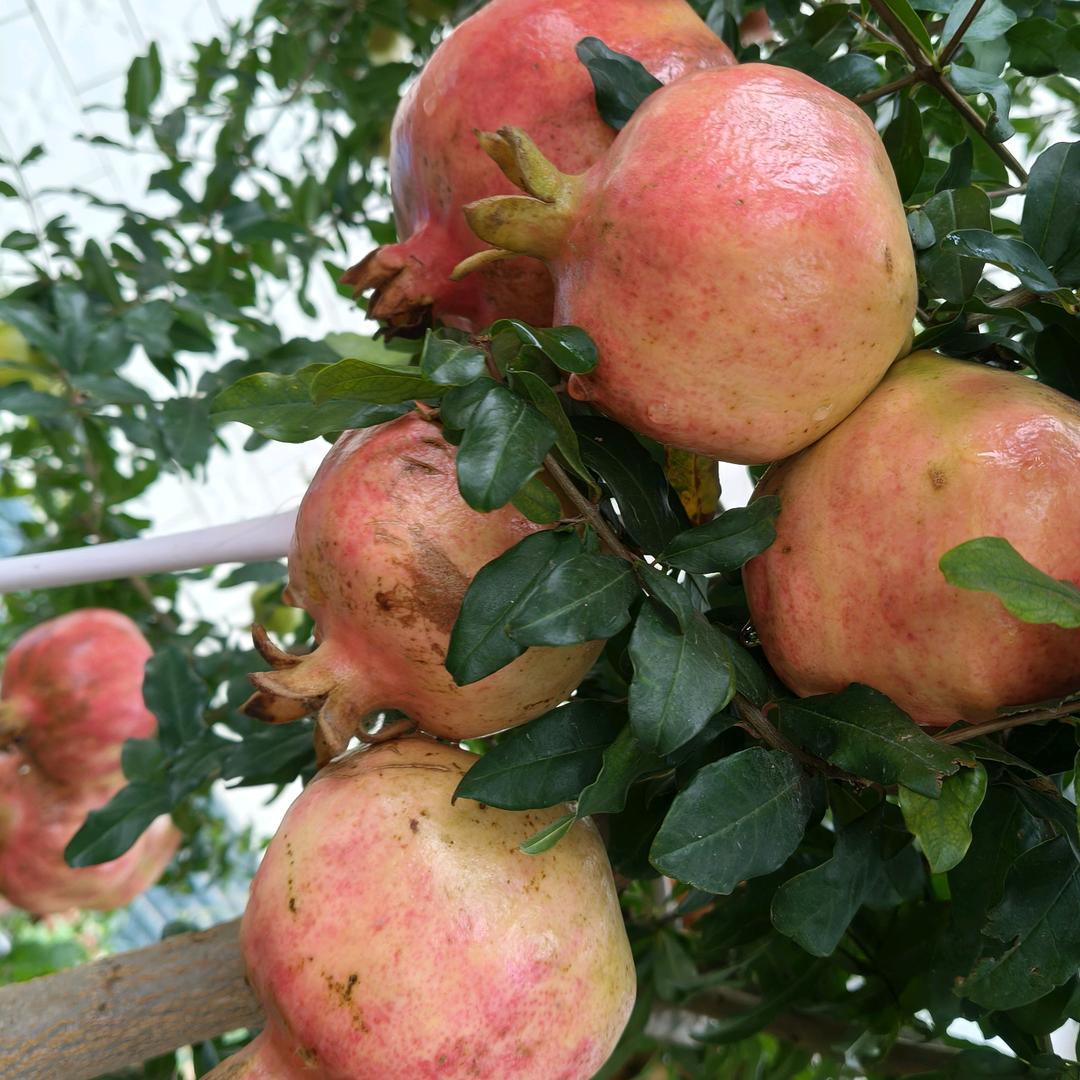 ༺༒婷˶⍤⃝˶ᵒ༻