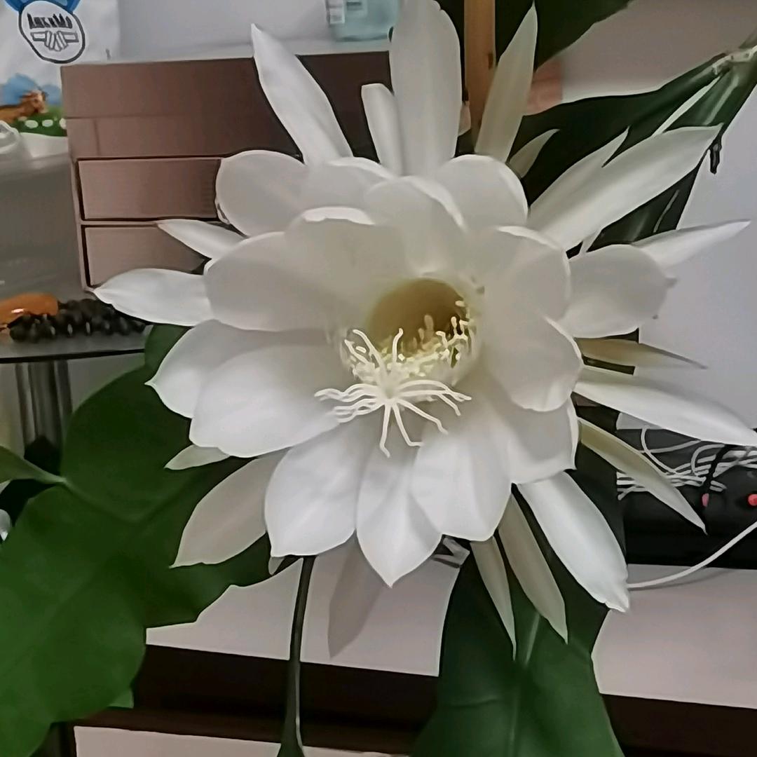 老五