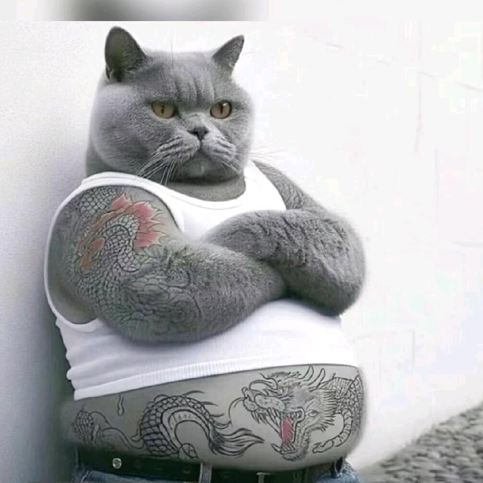 胖猫