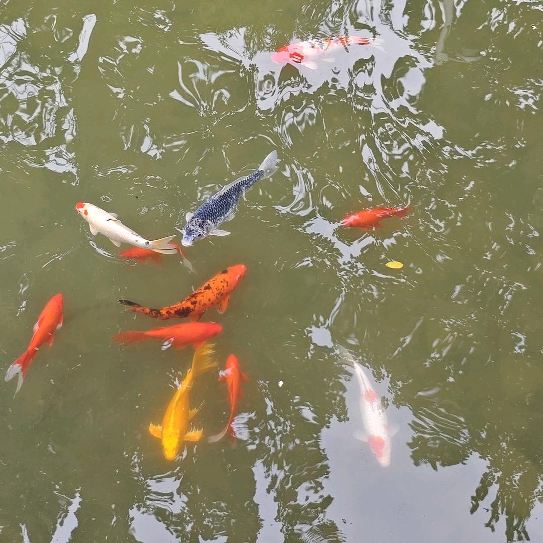 左耳爱钓鱼