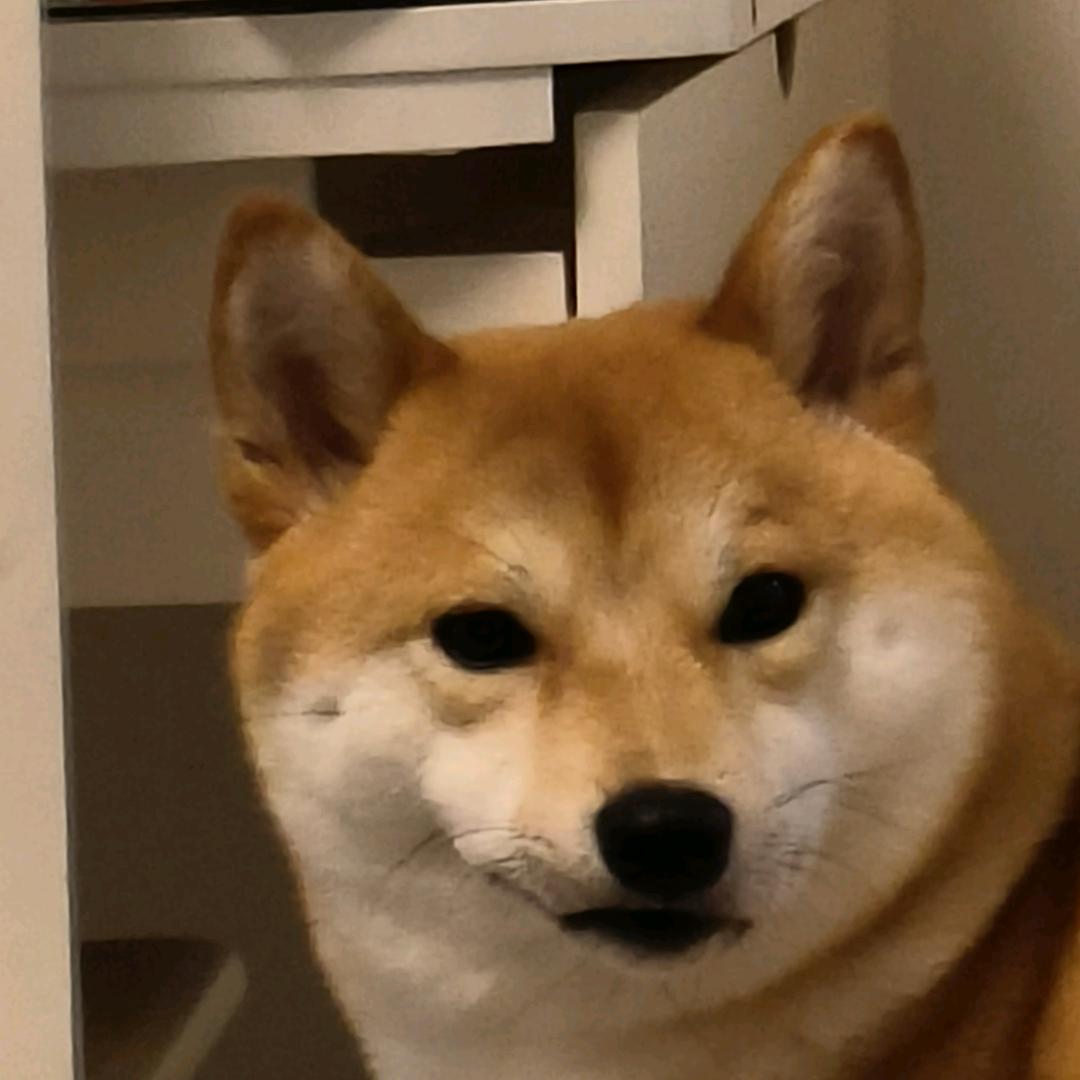 乖乖小狗