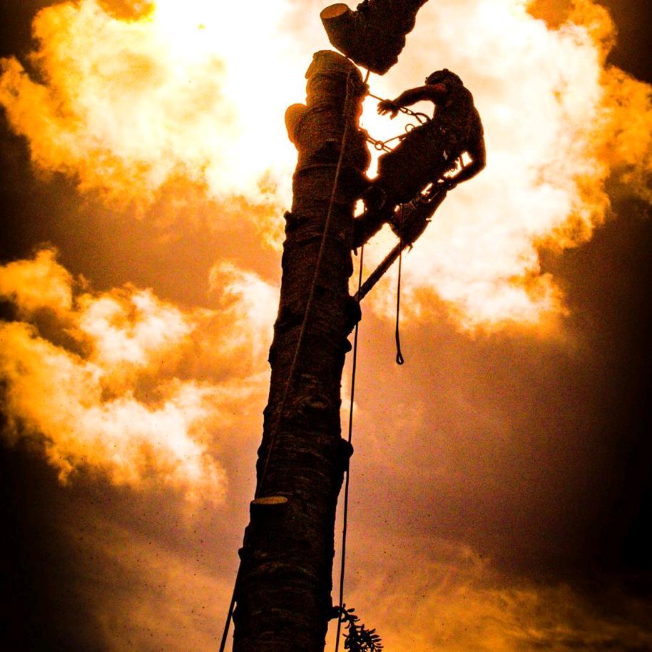 伐木工的日常（专业锯树、修剪大树）