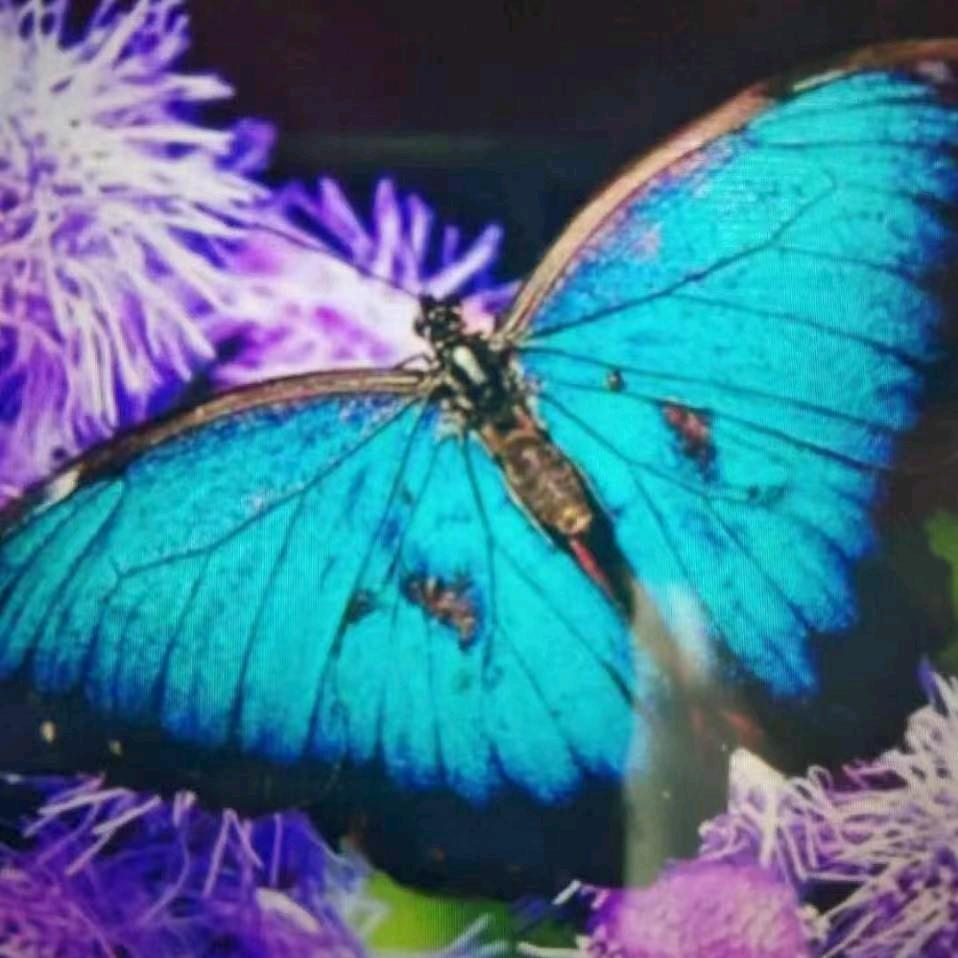 《梁山伯与祝英台》化身一对蝴蝶🎀🎀