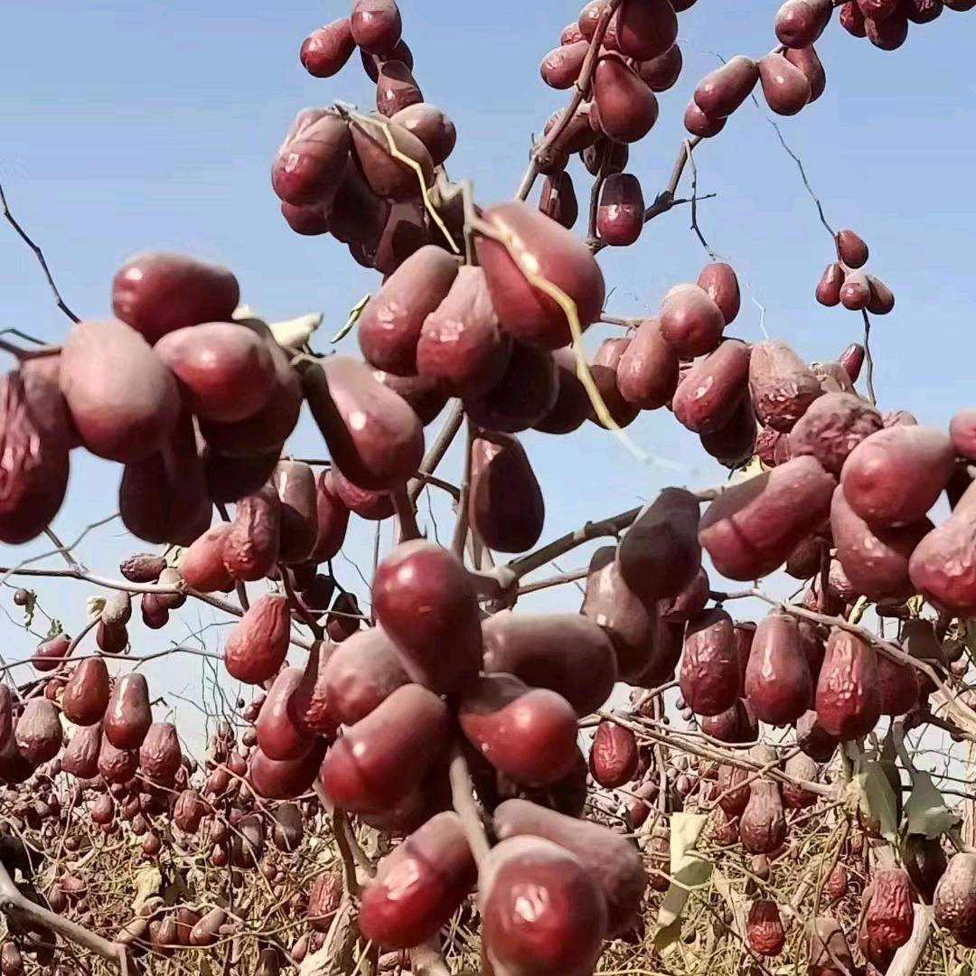 三姐妹的和田珍品店，颗颗精选颗颗真心