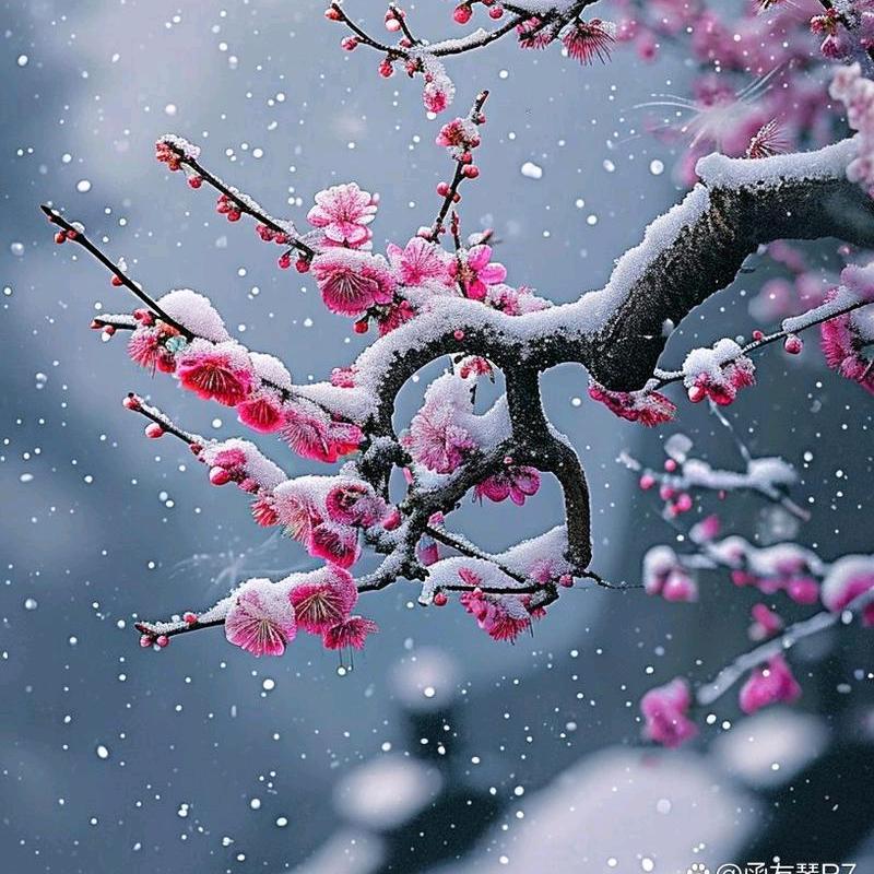 梅花香自苦寒来&