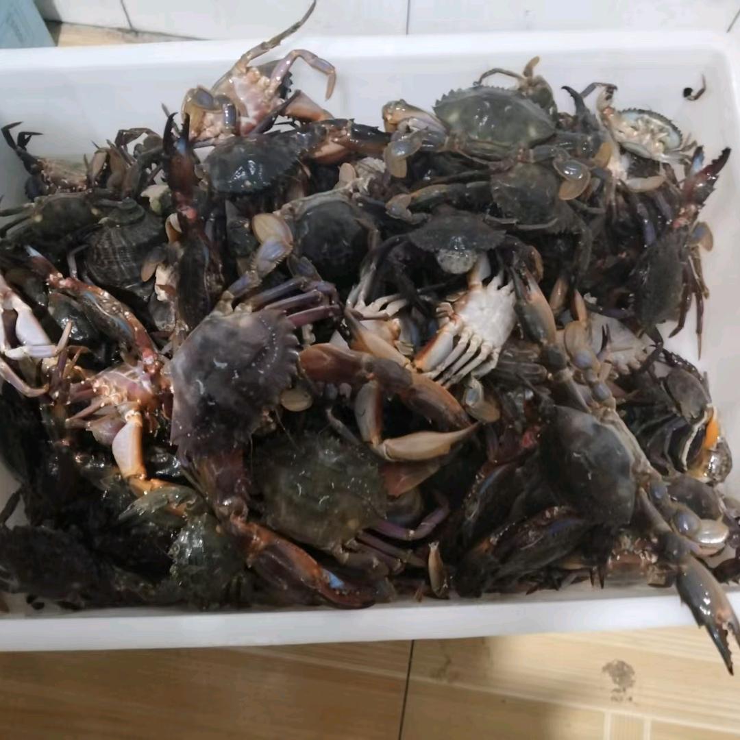 时姐赶海（免费带粉丝）