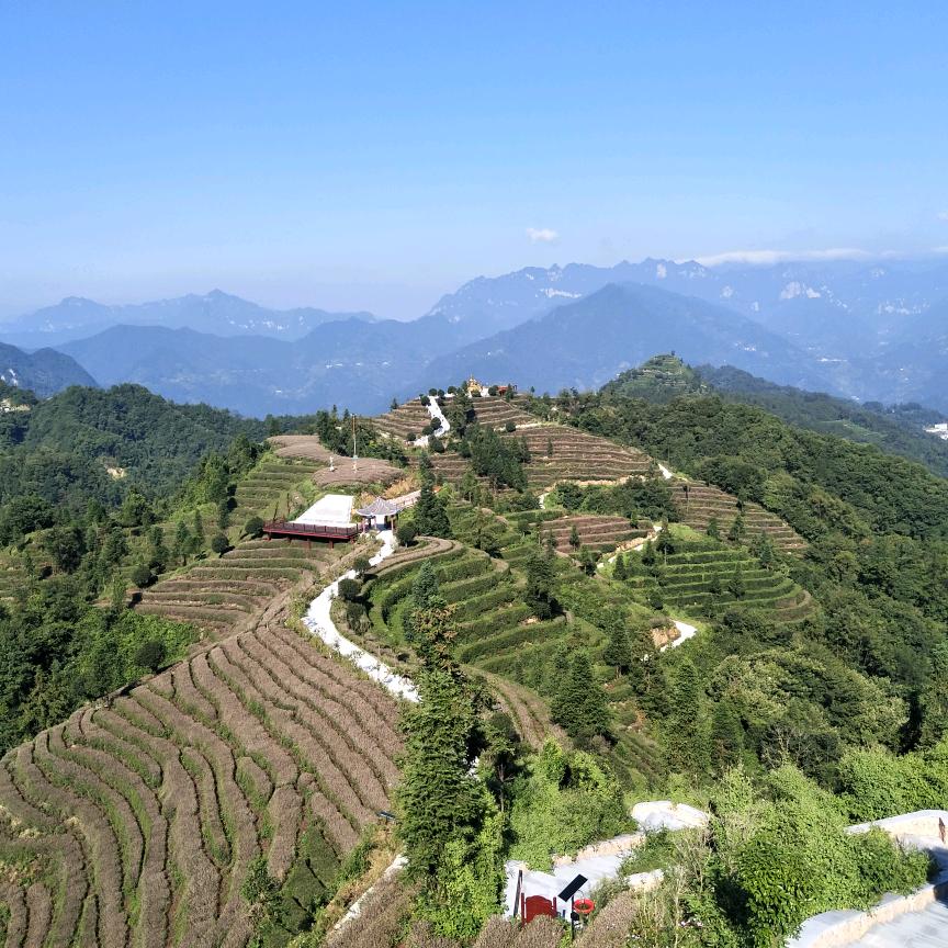 常年供应各种生猪，中介，采购及销售，左左