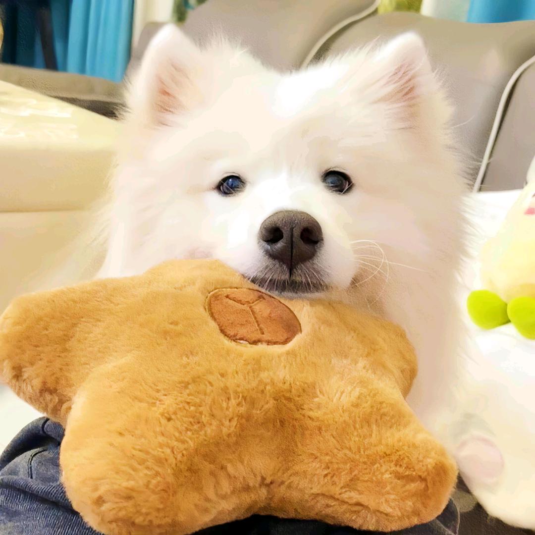 南京大毛宠物—直播号