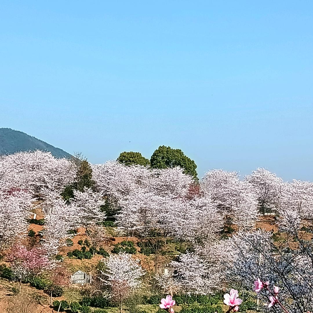 军中绿花