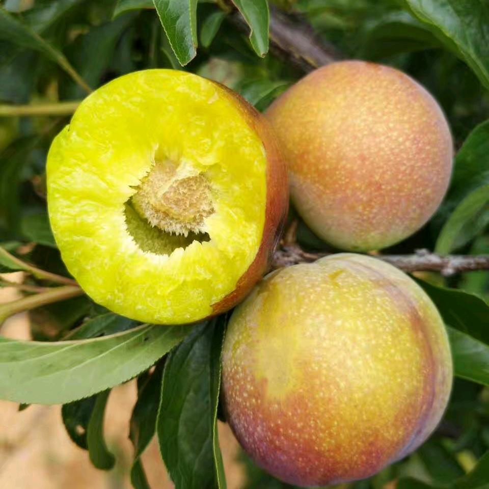 四川特产【五里坡农业】