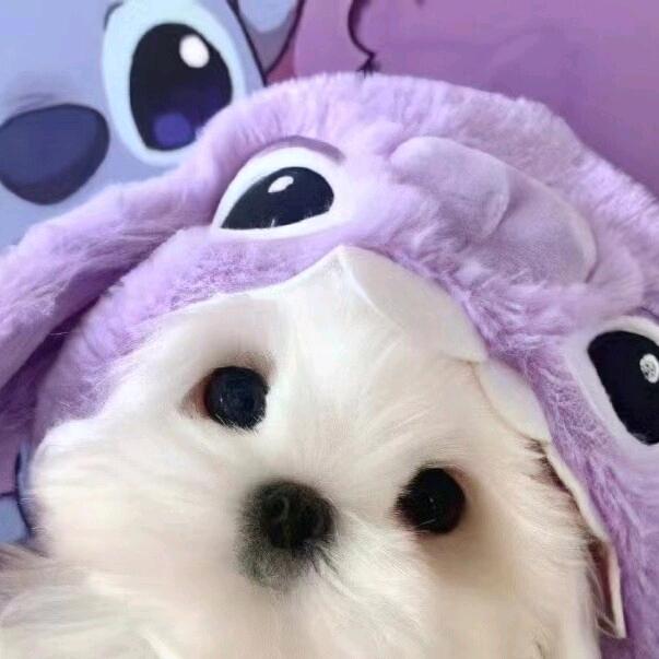 迟雪茉困.