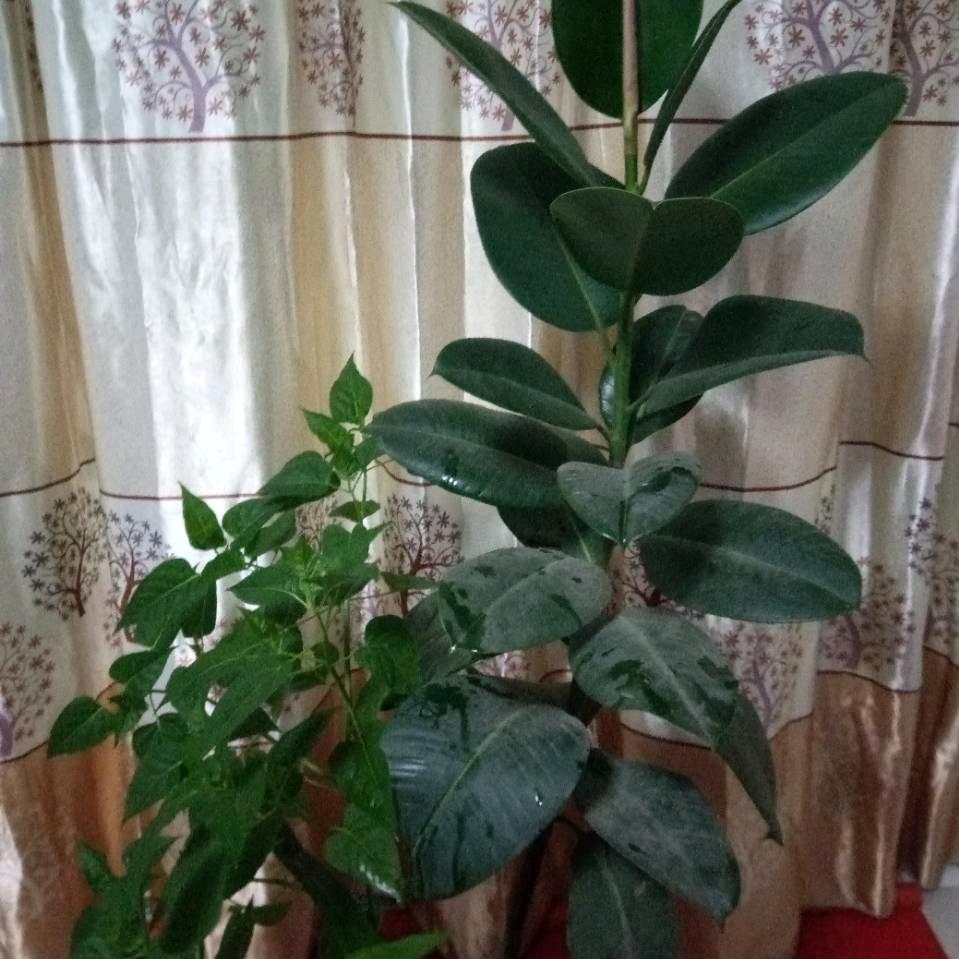 明白