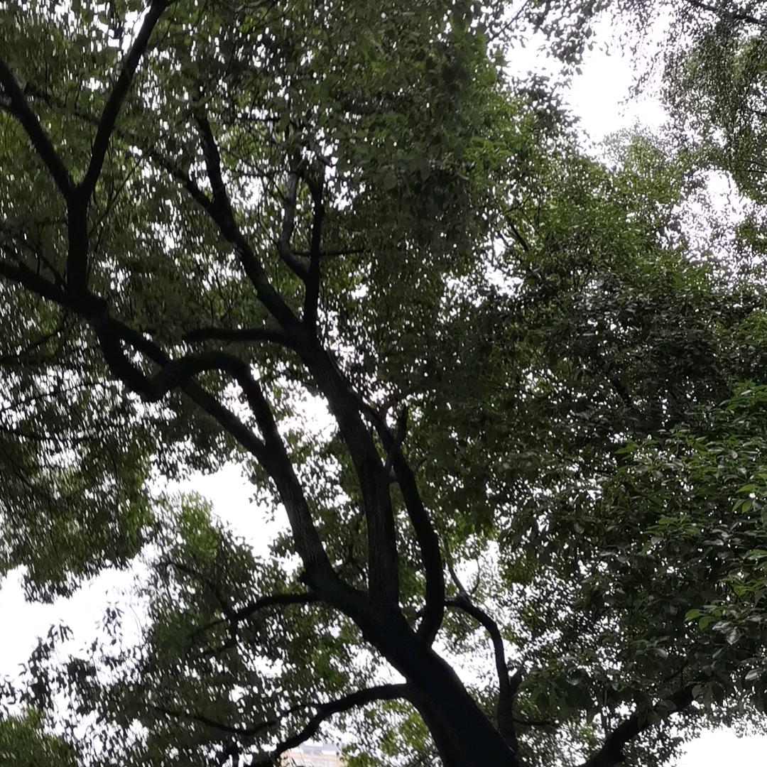 萬物不相爭