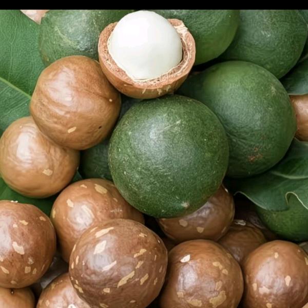 西盟甄选助农直播间