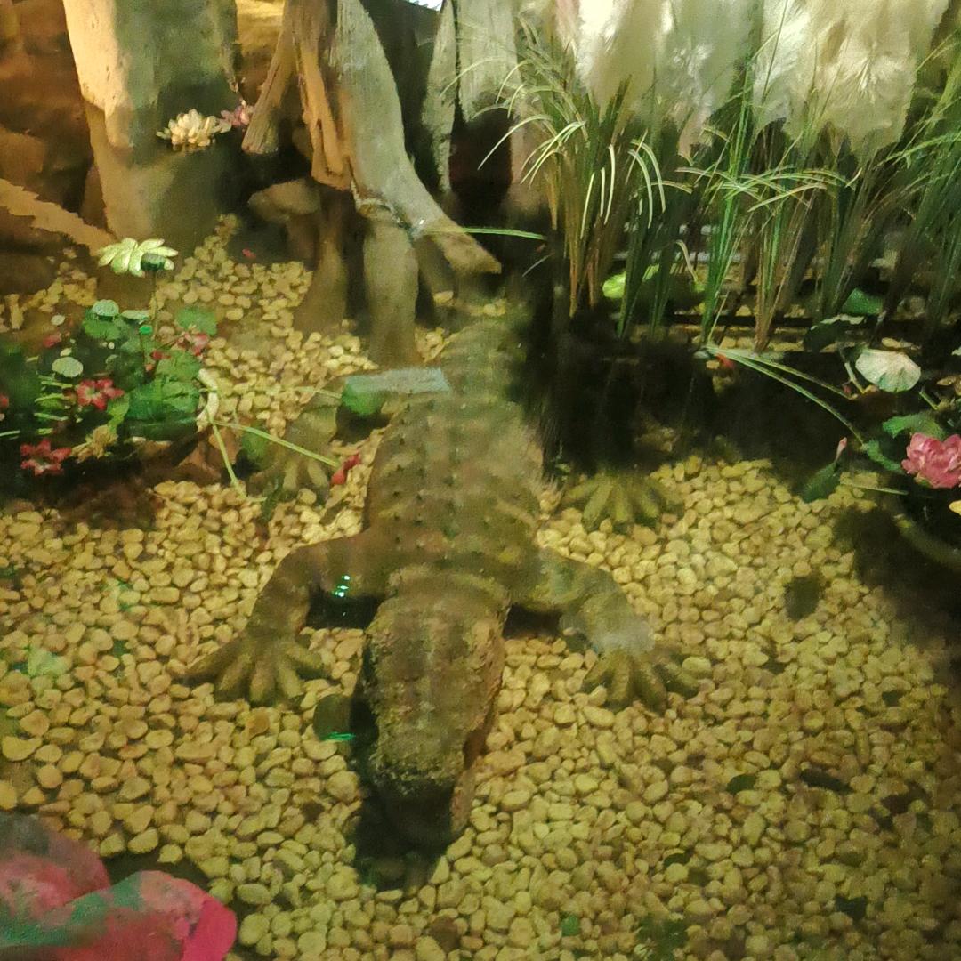 ꧁꫞口吅品㗊꫞꧂
