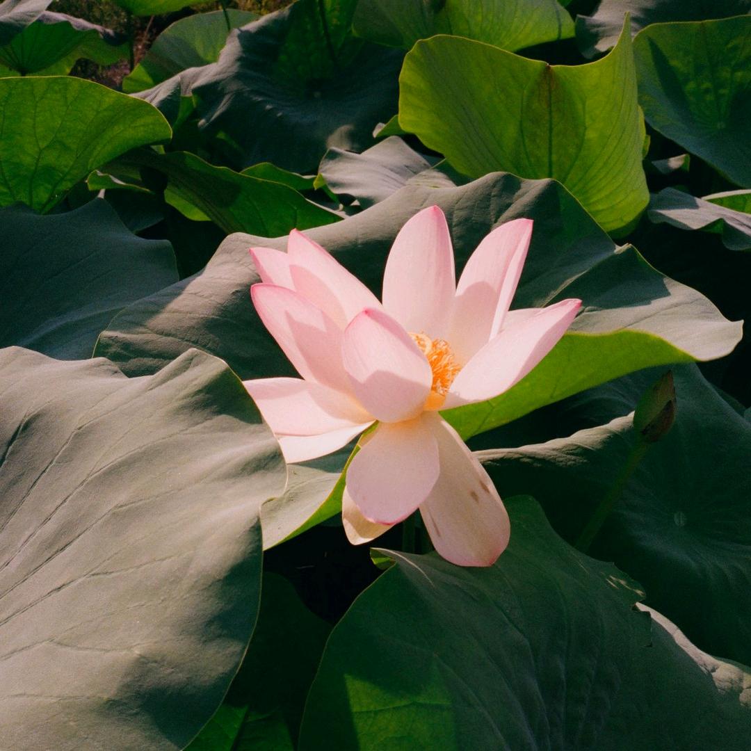 武陵人捕鱼为业