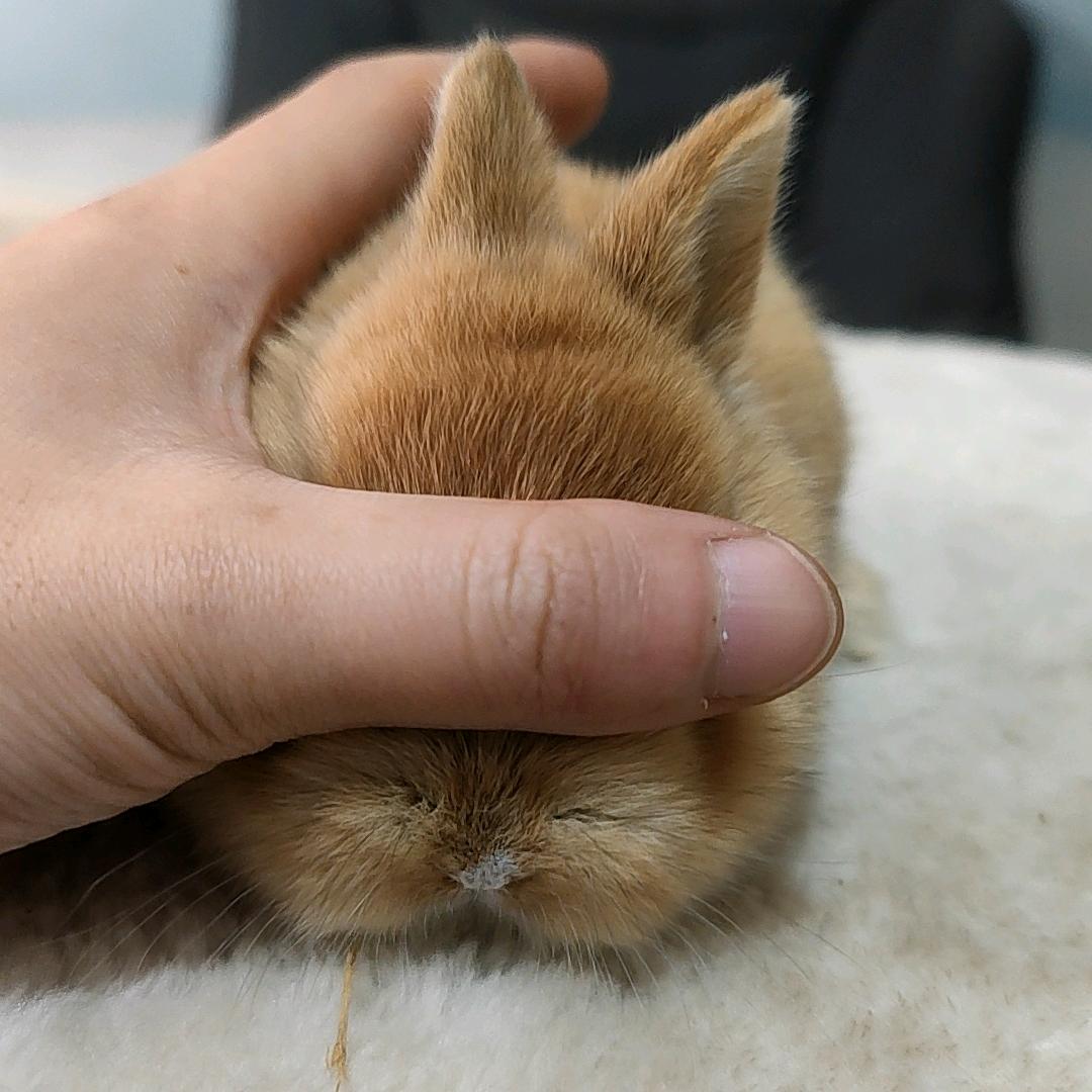 萌宠兔甄选精品