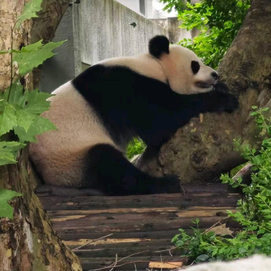 拼命开心