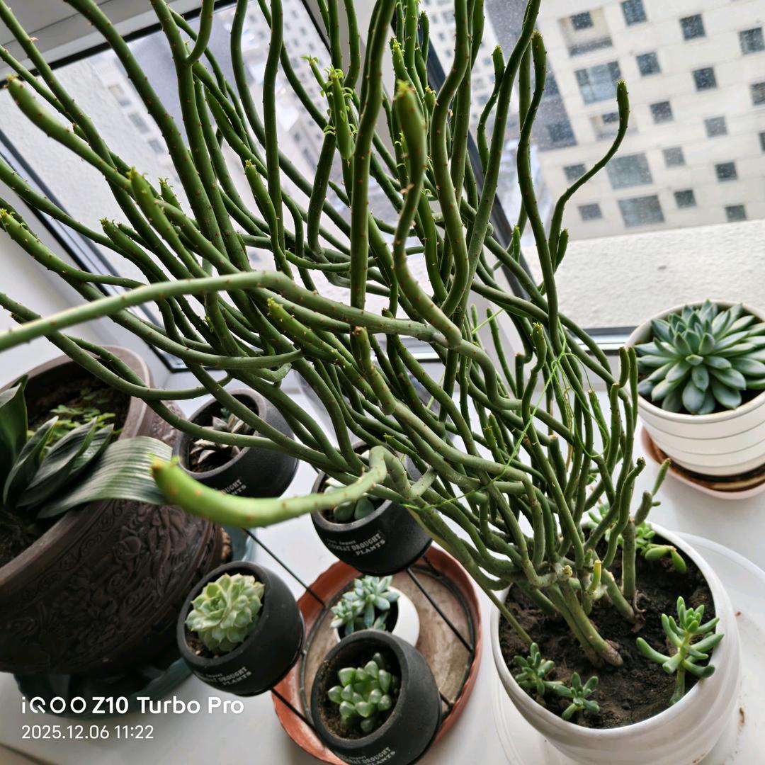 幸福转角见,☘zl,