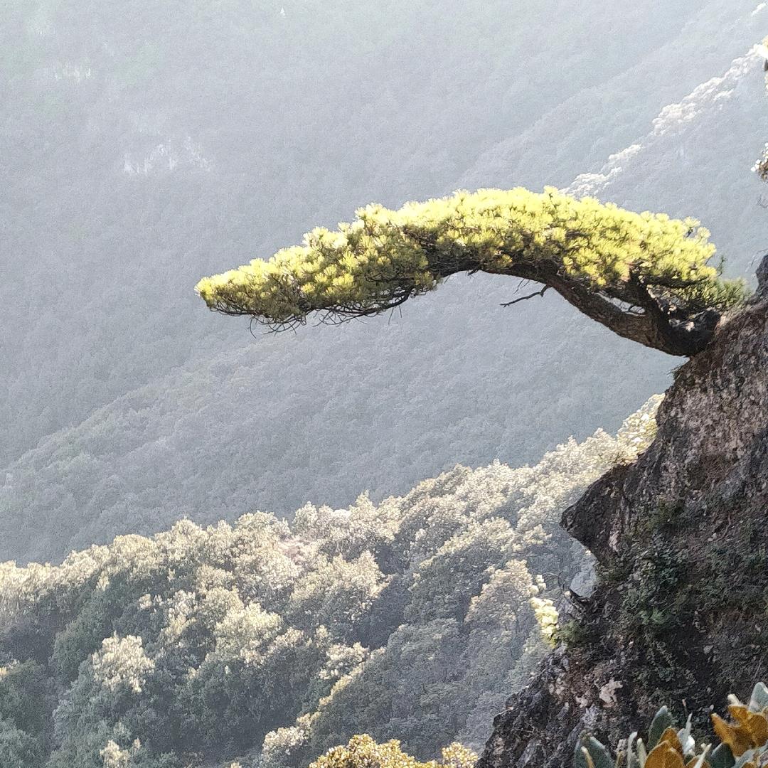 昭阳区春春树木臻选阁