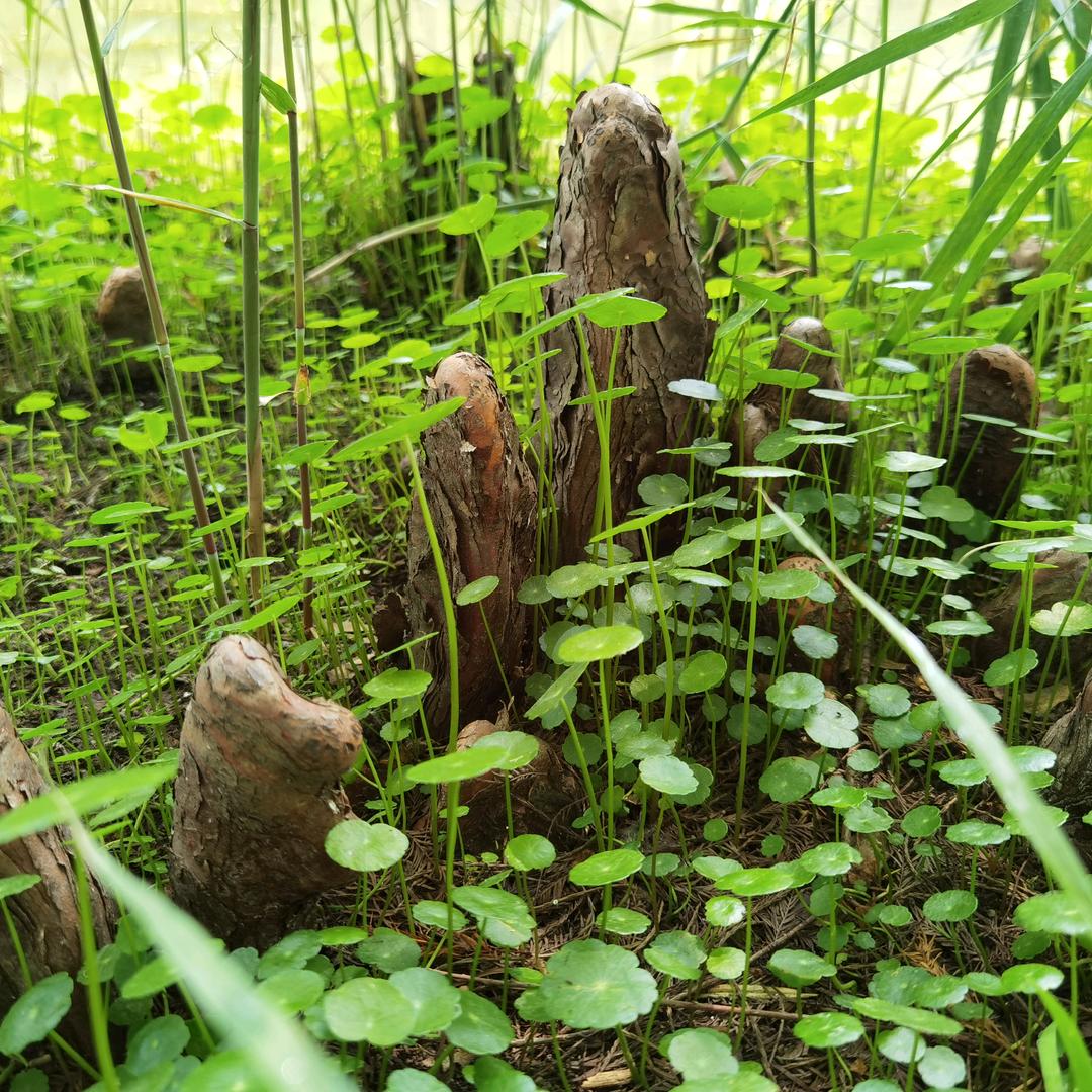 铜钱草