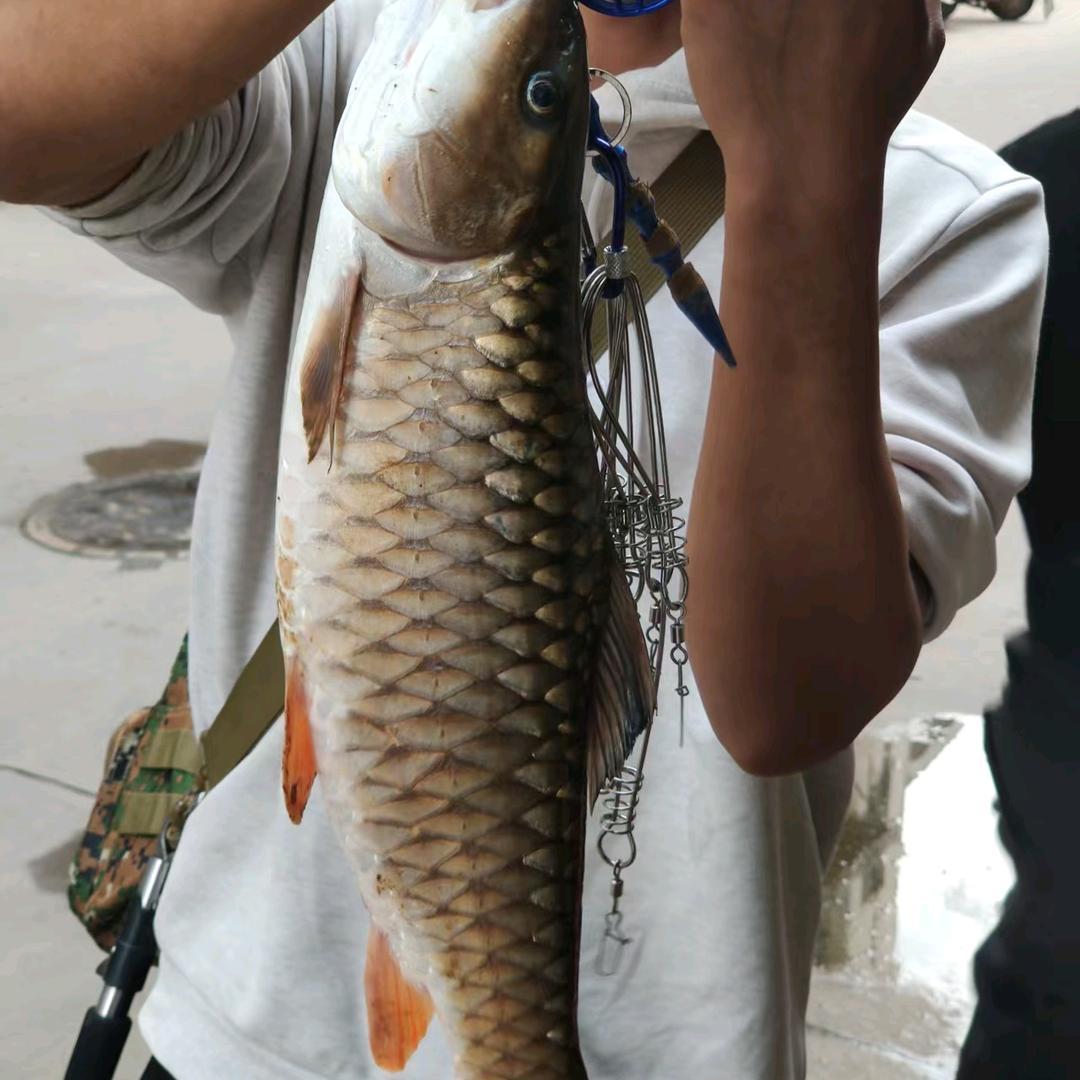 重生成为钓鱼佬（单人徐）