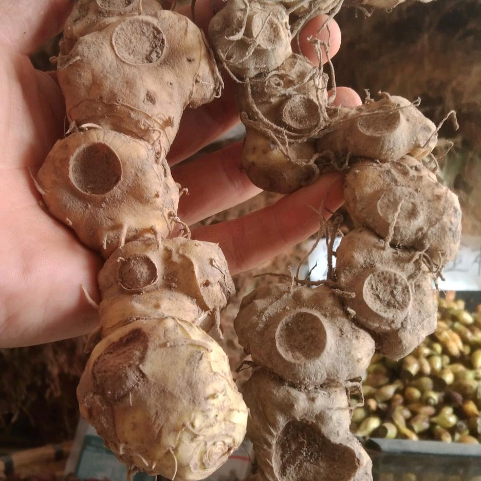 苗家苗草药