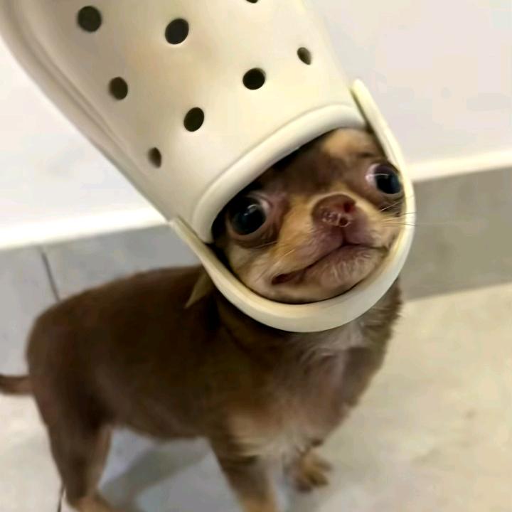 琪琪控