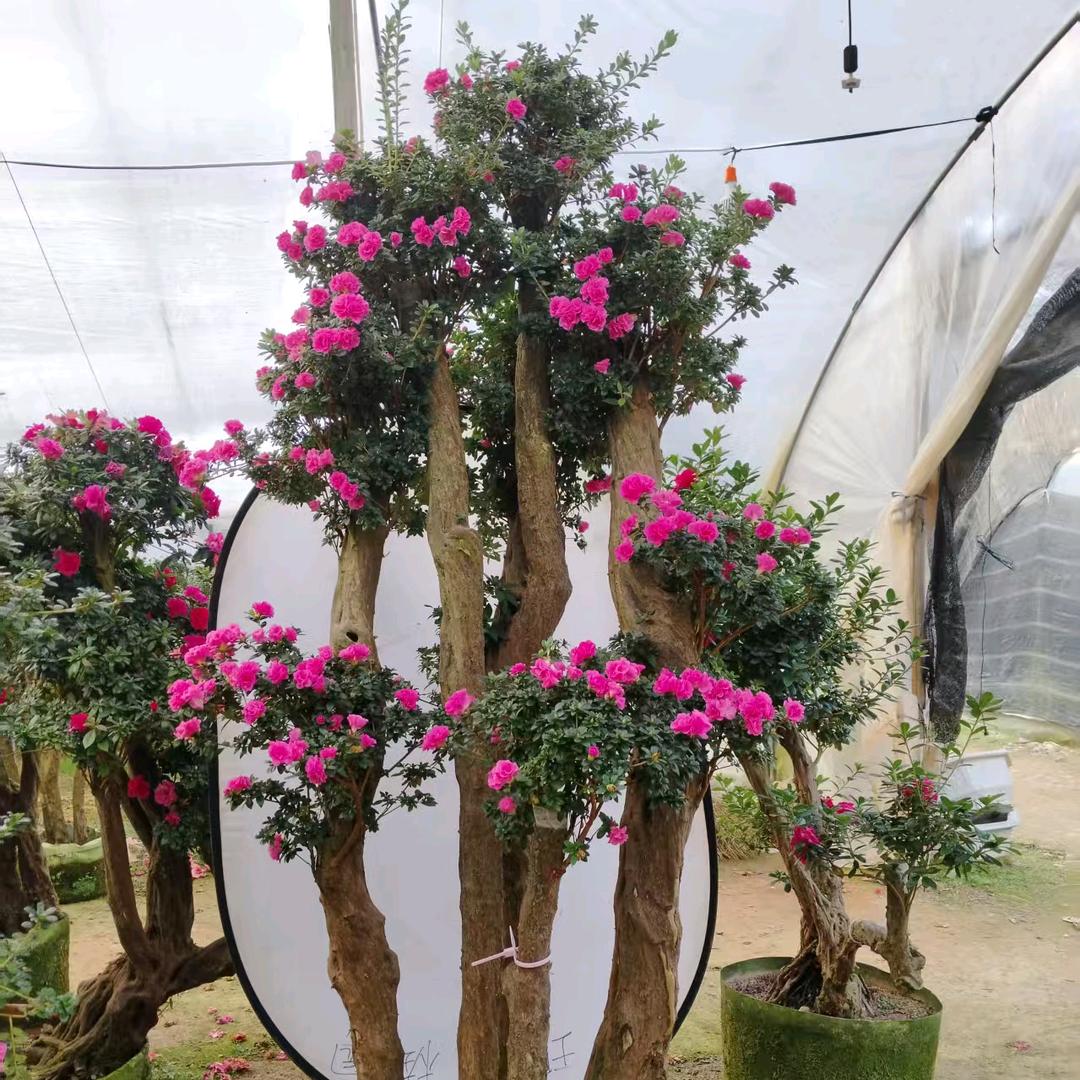 静谧花卉