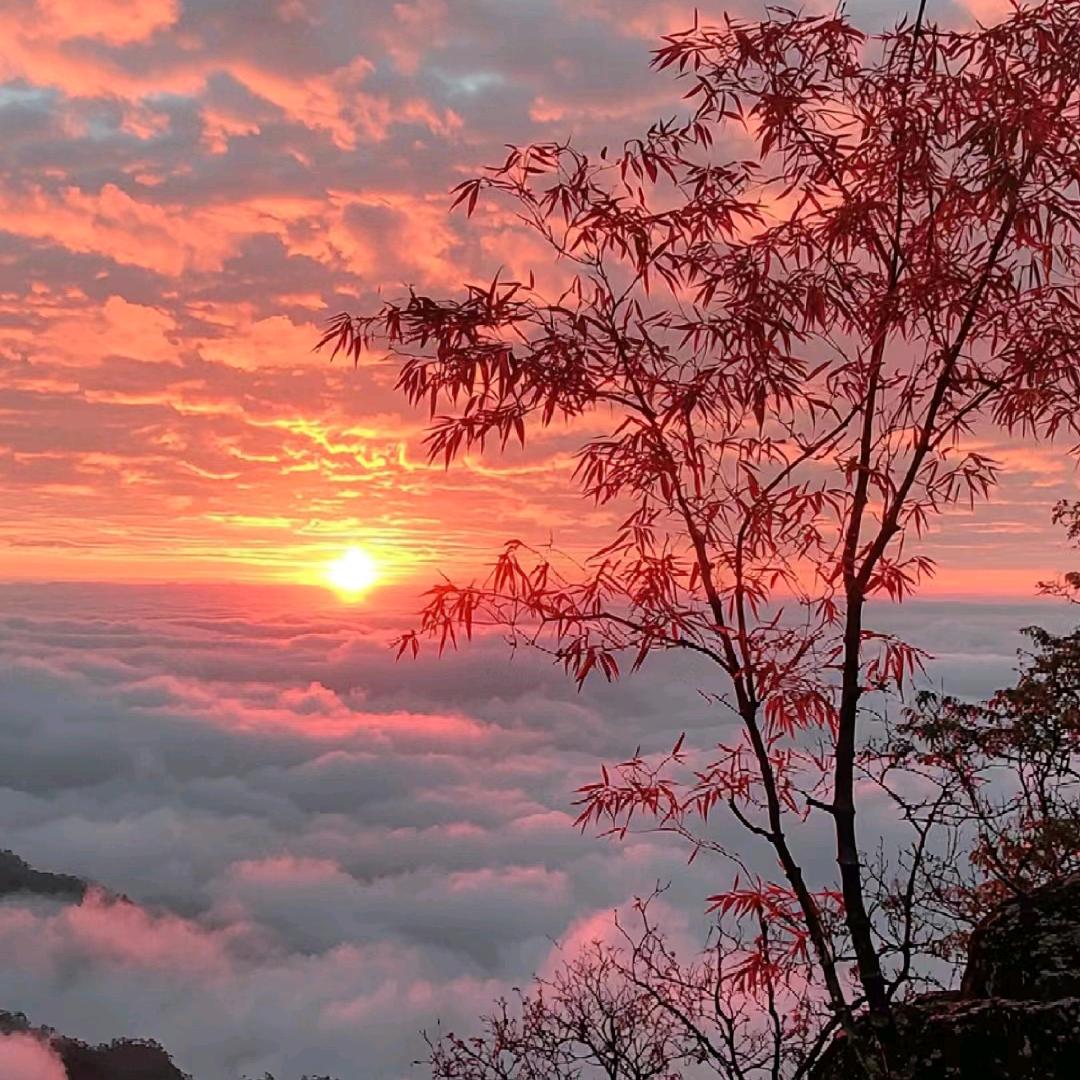 騰飛龘寶茶器