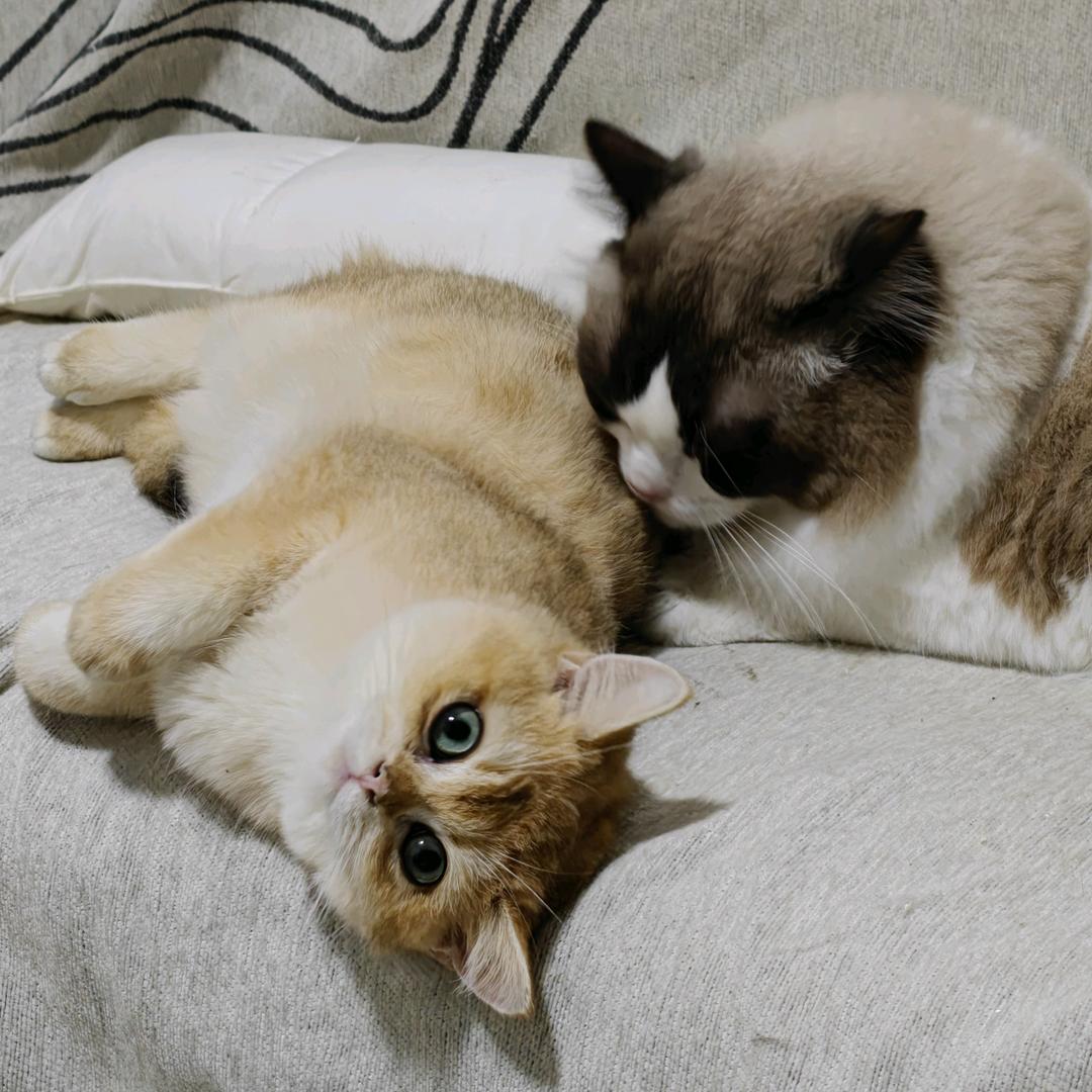 黄嘻嘻🥰多多🐈来财