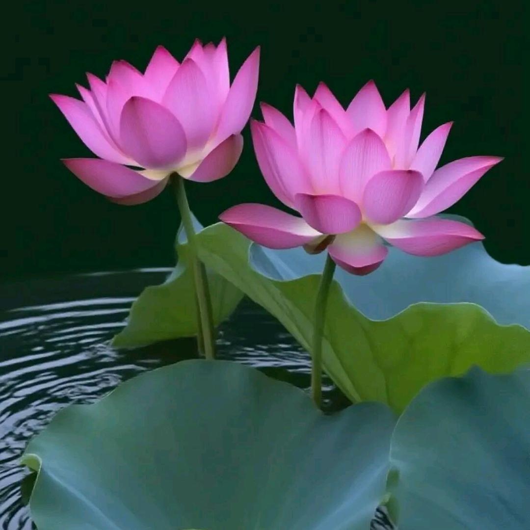 荷花仙子