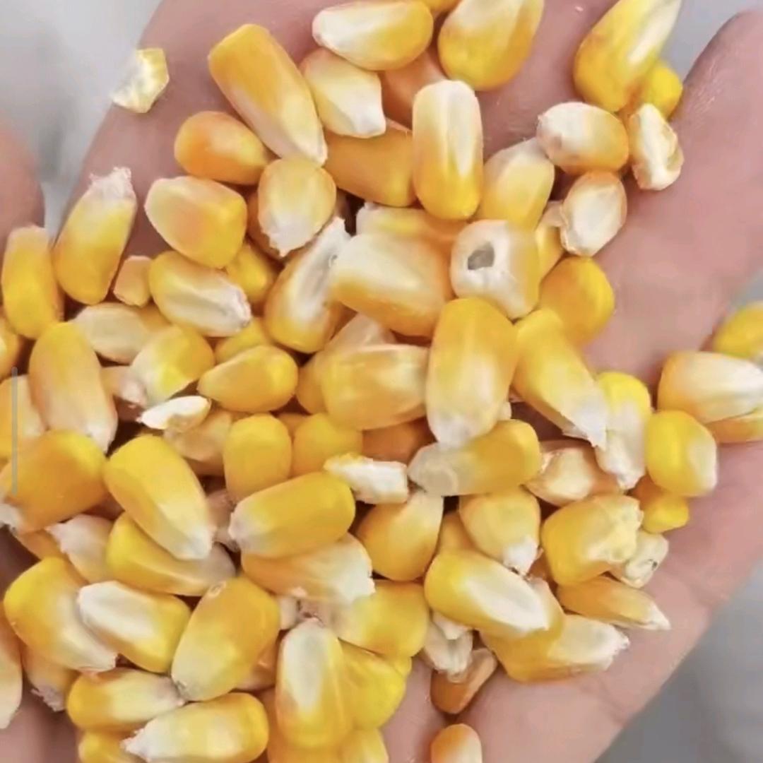 玩不转的玉米🌽