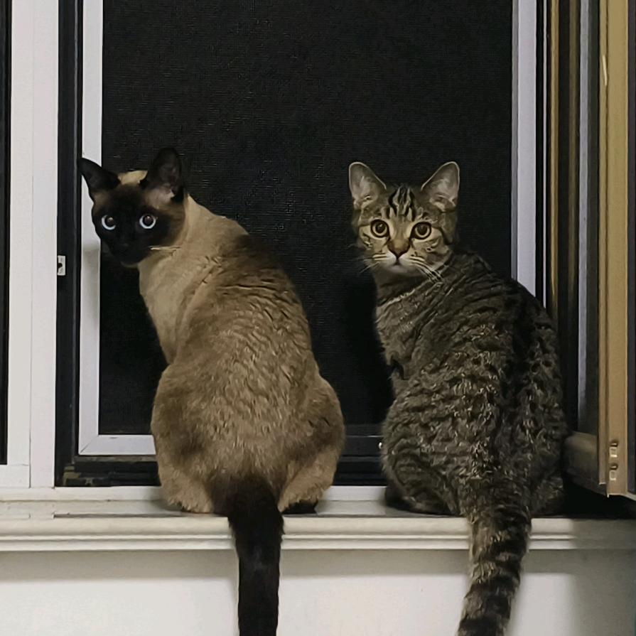 坨与胖的幸福生活