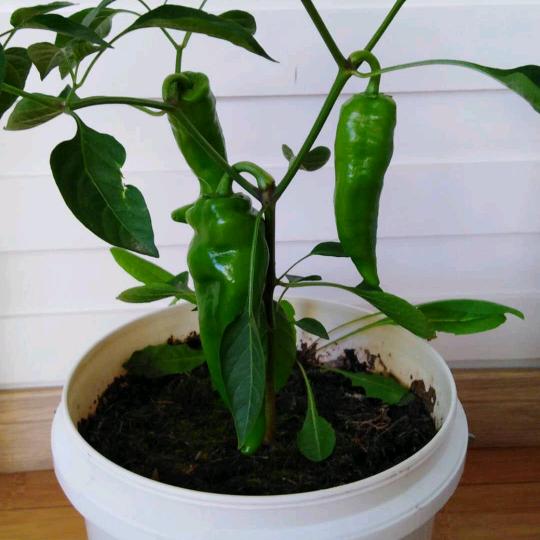 幸福的一家人。