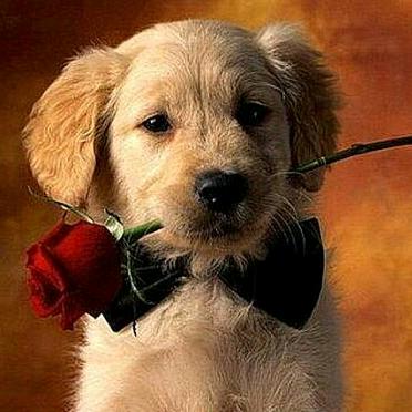 张三李四的王老五