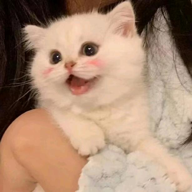 萱崽不吃糖U🍬