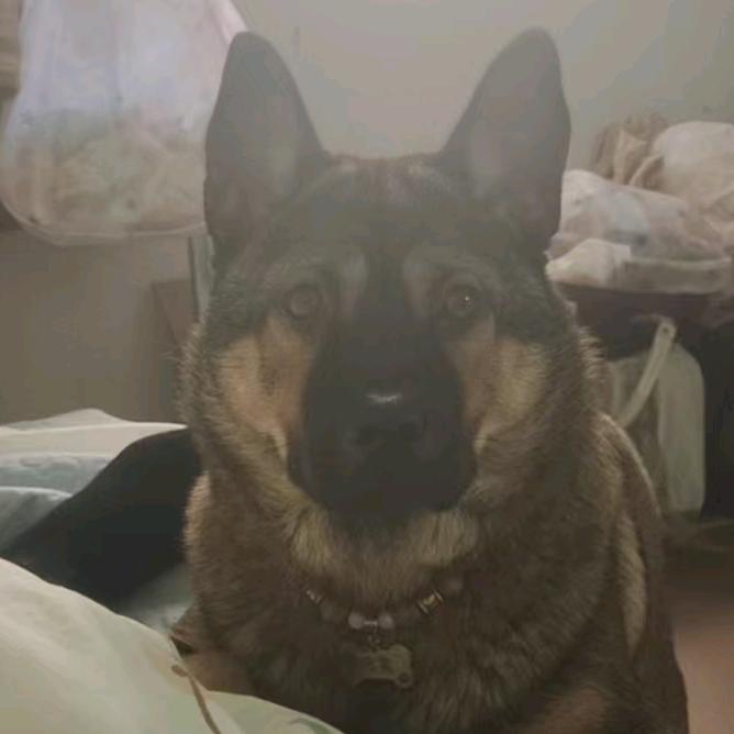 @家有萌宠（元宝）