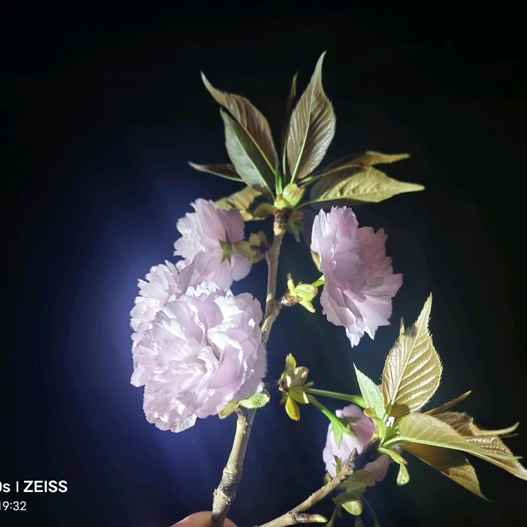 古香秦韵老碗面（平舆店）