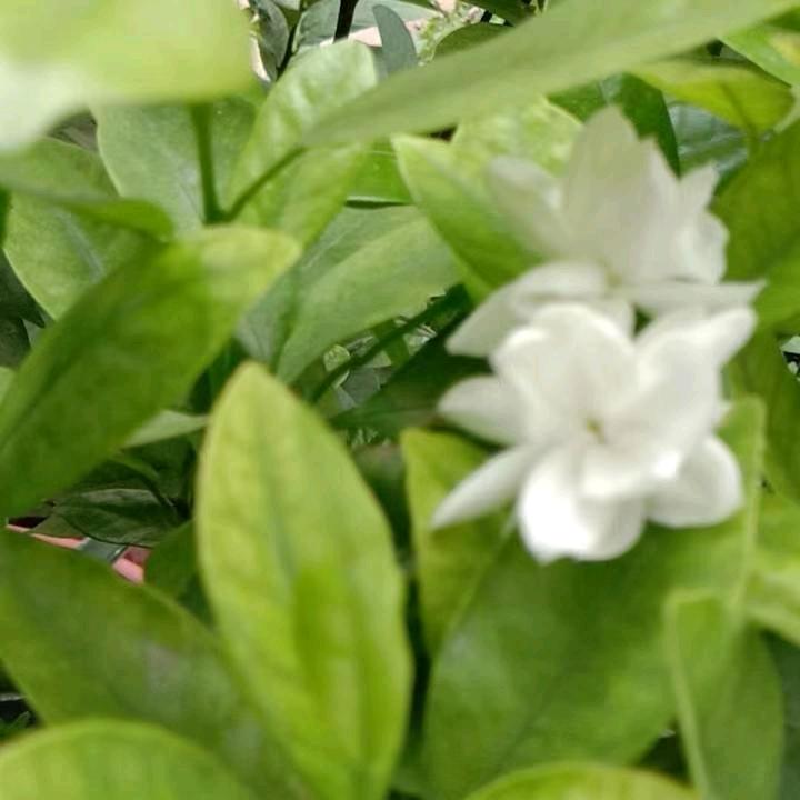 用户3142481379395青山绿水