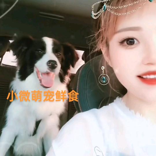 @小微萌宠鲜食