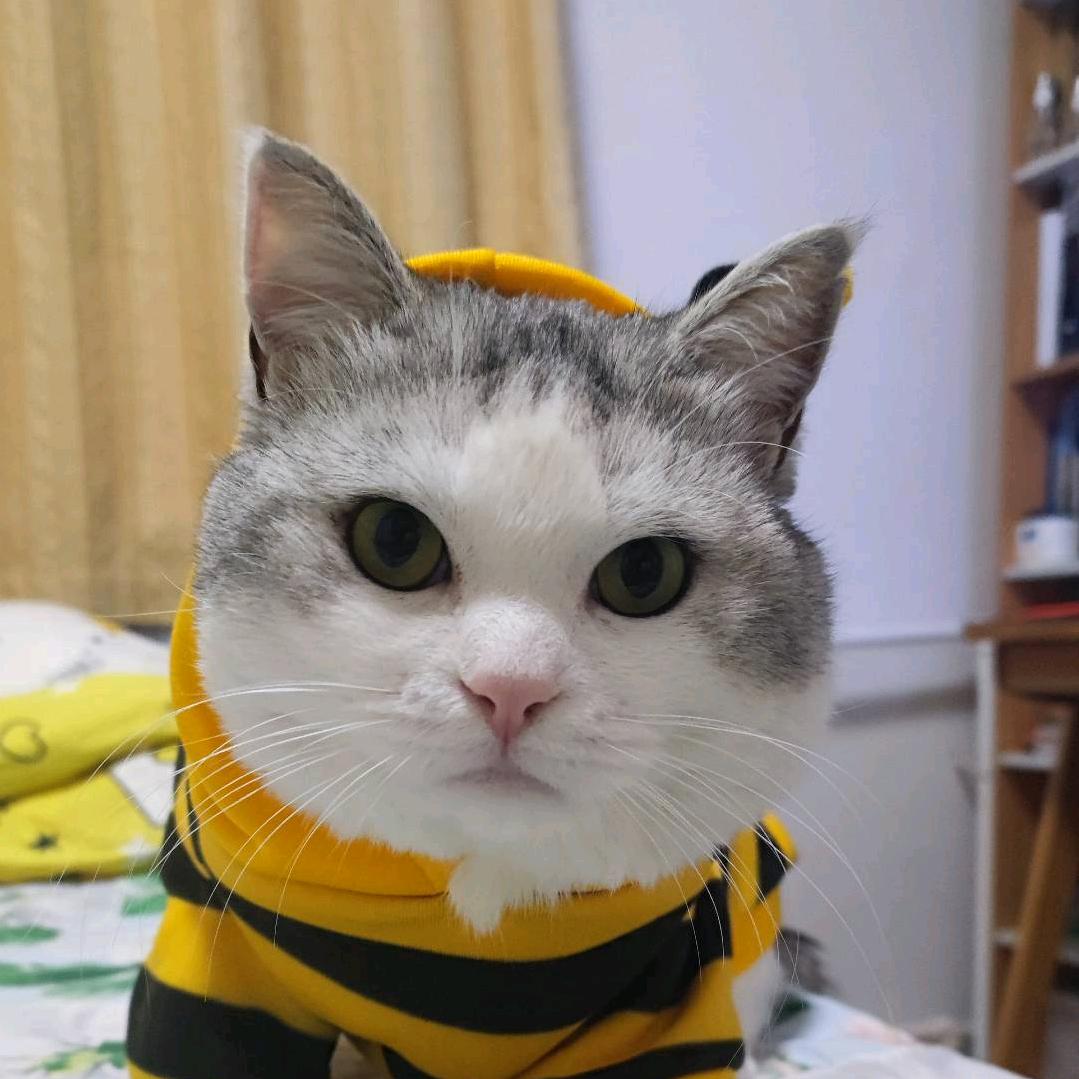 咪咪大王.