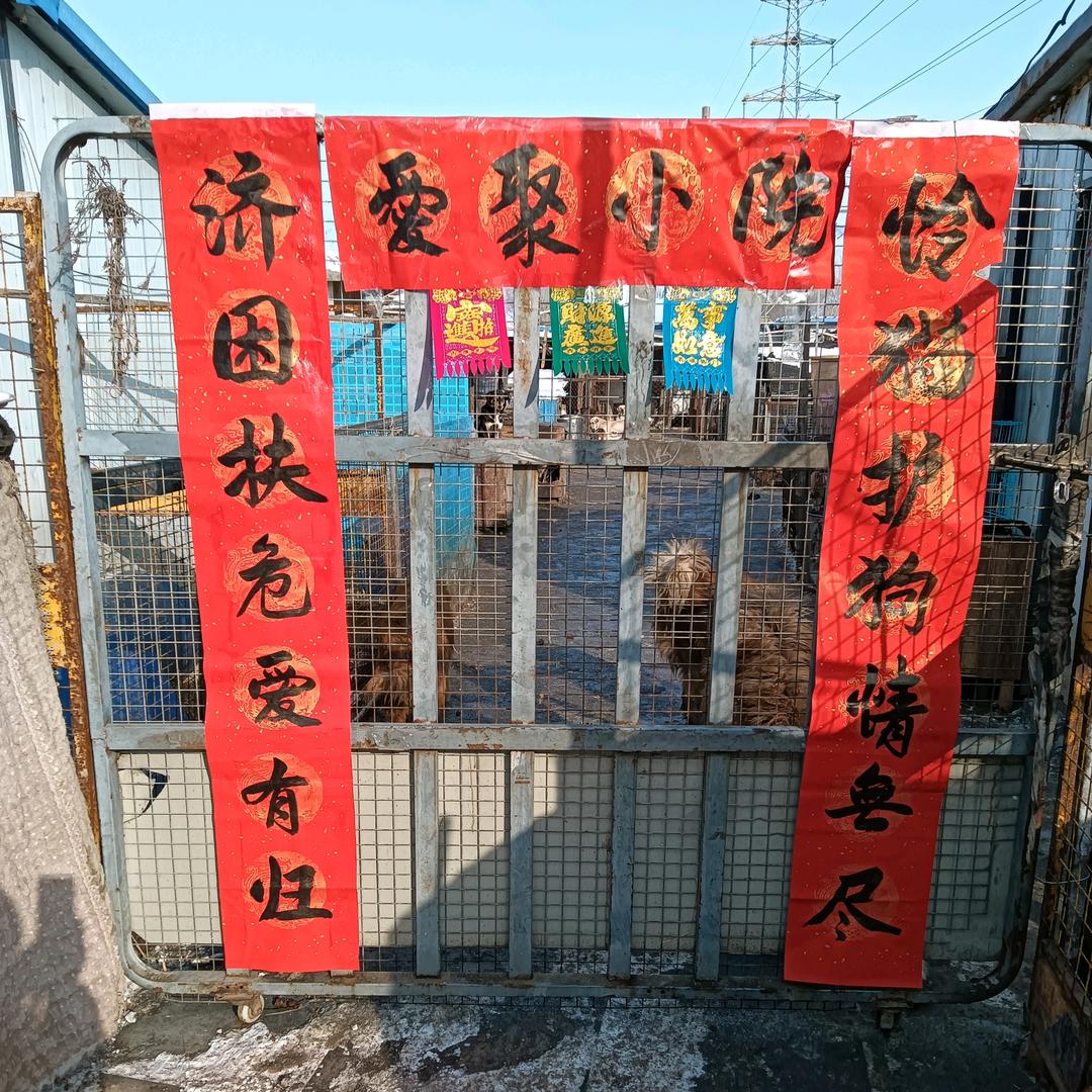 马姐救助小院（日常）