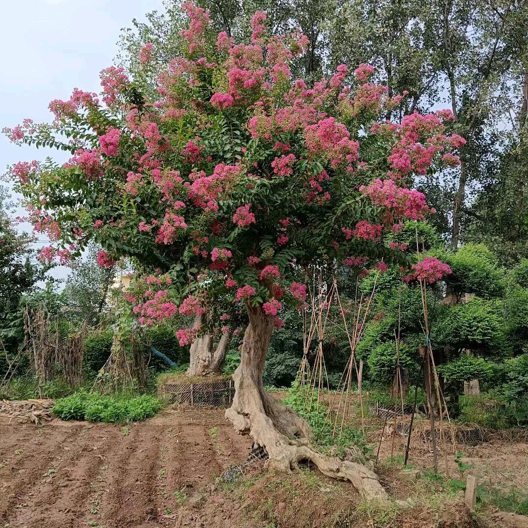 南阳国发园林（盆景）