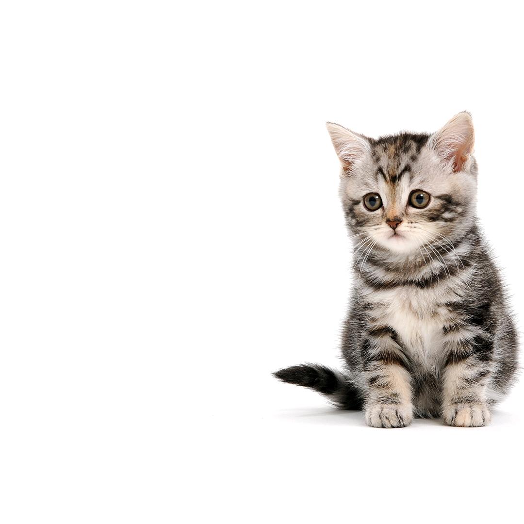 SC猫舍（双十一百元领养猫咪）