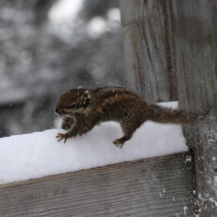 爱玩游戏的小洋～