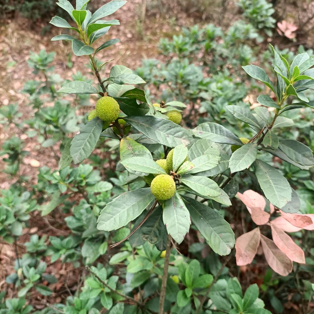 时光飞逝