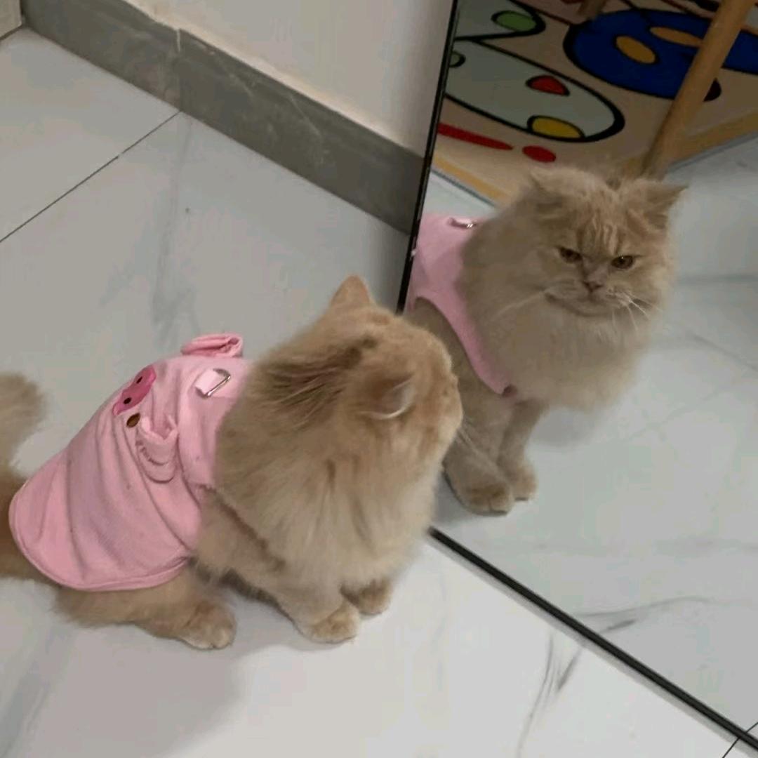 可爱🐟