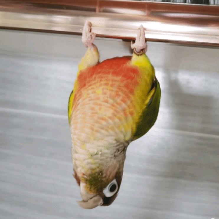 你小子ʕ•ᴥ•ʔ