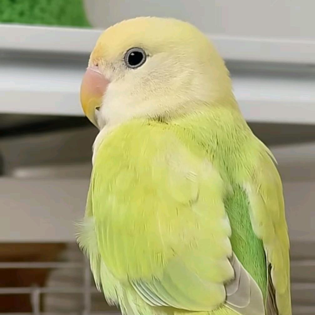 叽叽喳喳鹦鹉铺